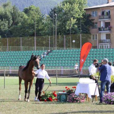 Generalni sponzor prve izložbe arapskih konja u BiH